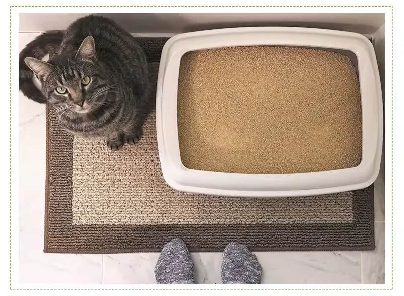 cat litter 8