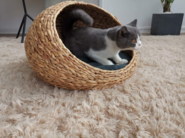cat5